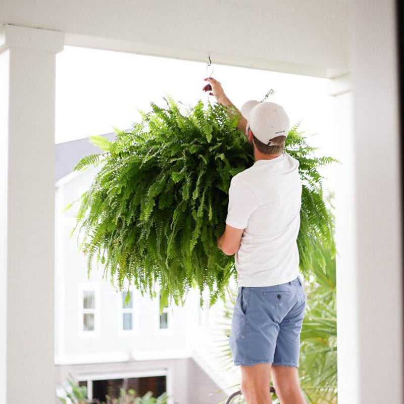 🌱 UV-Resistant Lifelike Artificial Boston Fern