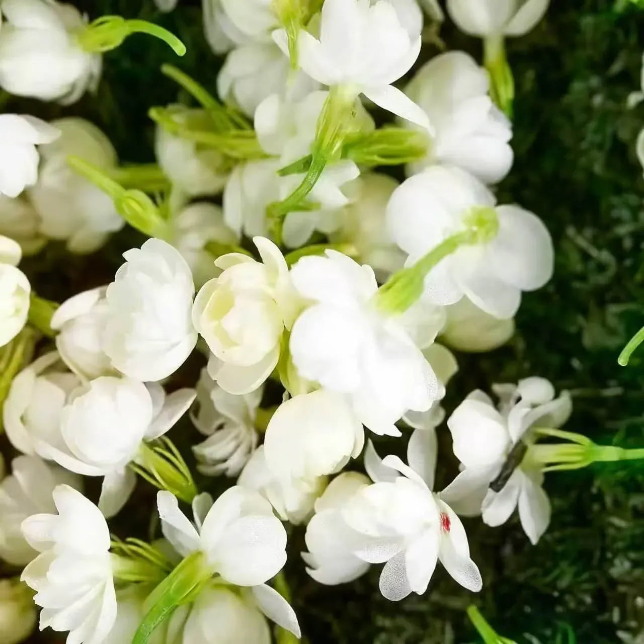 🌸 Winter-Friendly Hanging Jasmine—Dreamy Indoor Flower🌿❄️