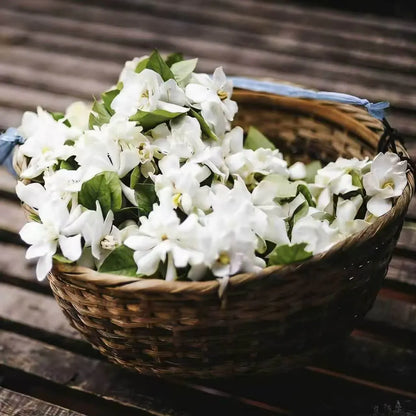 🌸 Winter-Friendly Hanging Jasmine—Dreamy Indoor Flower🌿❄️