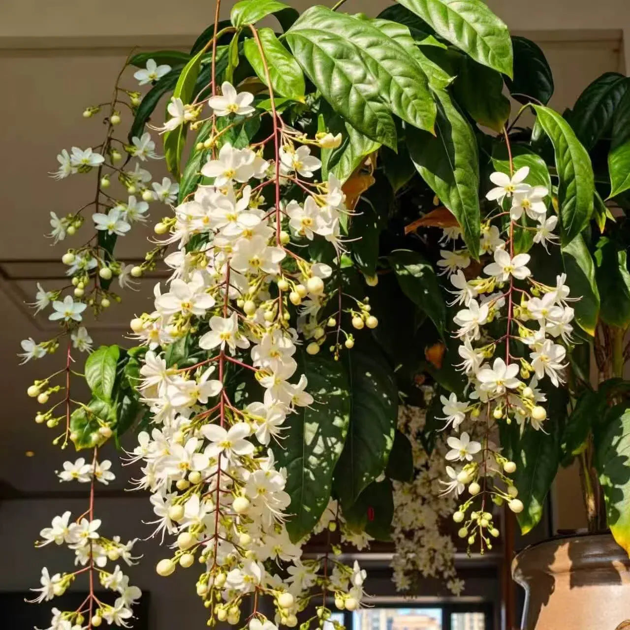 🌸 Winter-Friendly Hanging Jasmine—Dreamy Indoor Flower🌿❄️