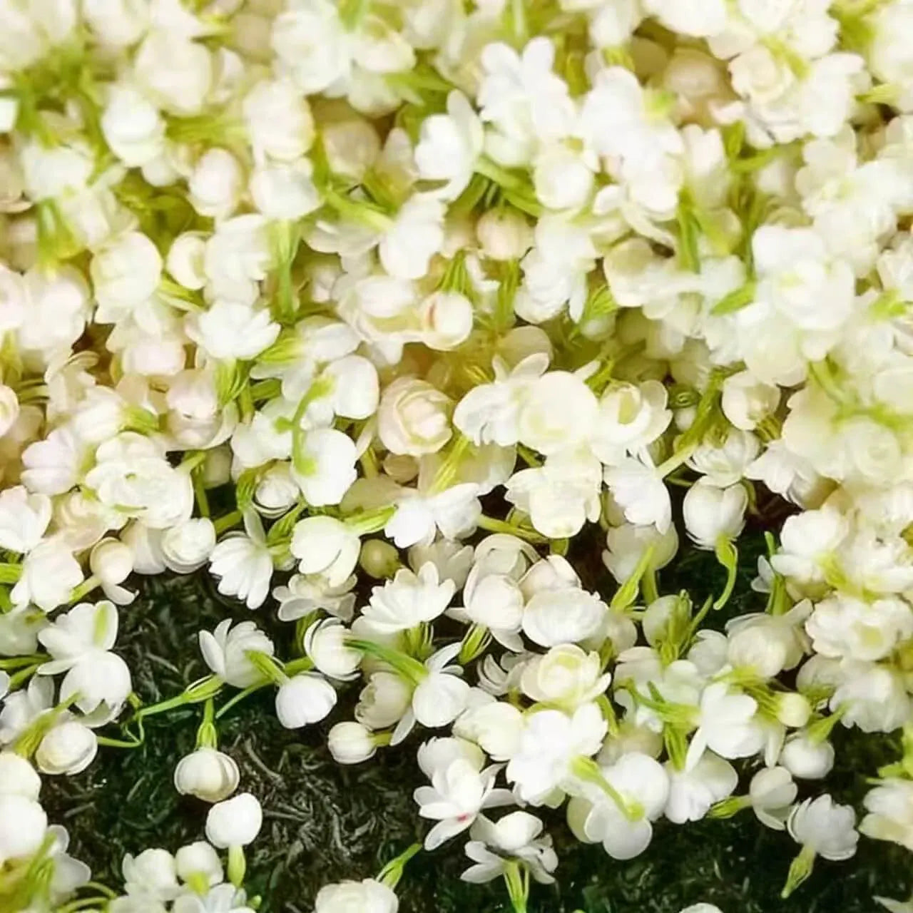 🌸 Winter-Friendly Hanging Jasmine—Dreamy Indoor Flower🌿❄️