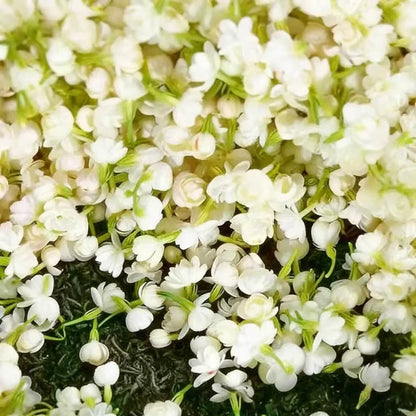 🌸 Winter-Friendly Hanging Jasmine—Dreamy Indoor Flower🌿❄️