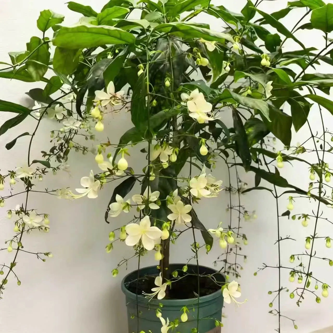 🌸 Winter-Friendly Hanging Jasmine—Dreamy Indoor Flower🌿❄️