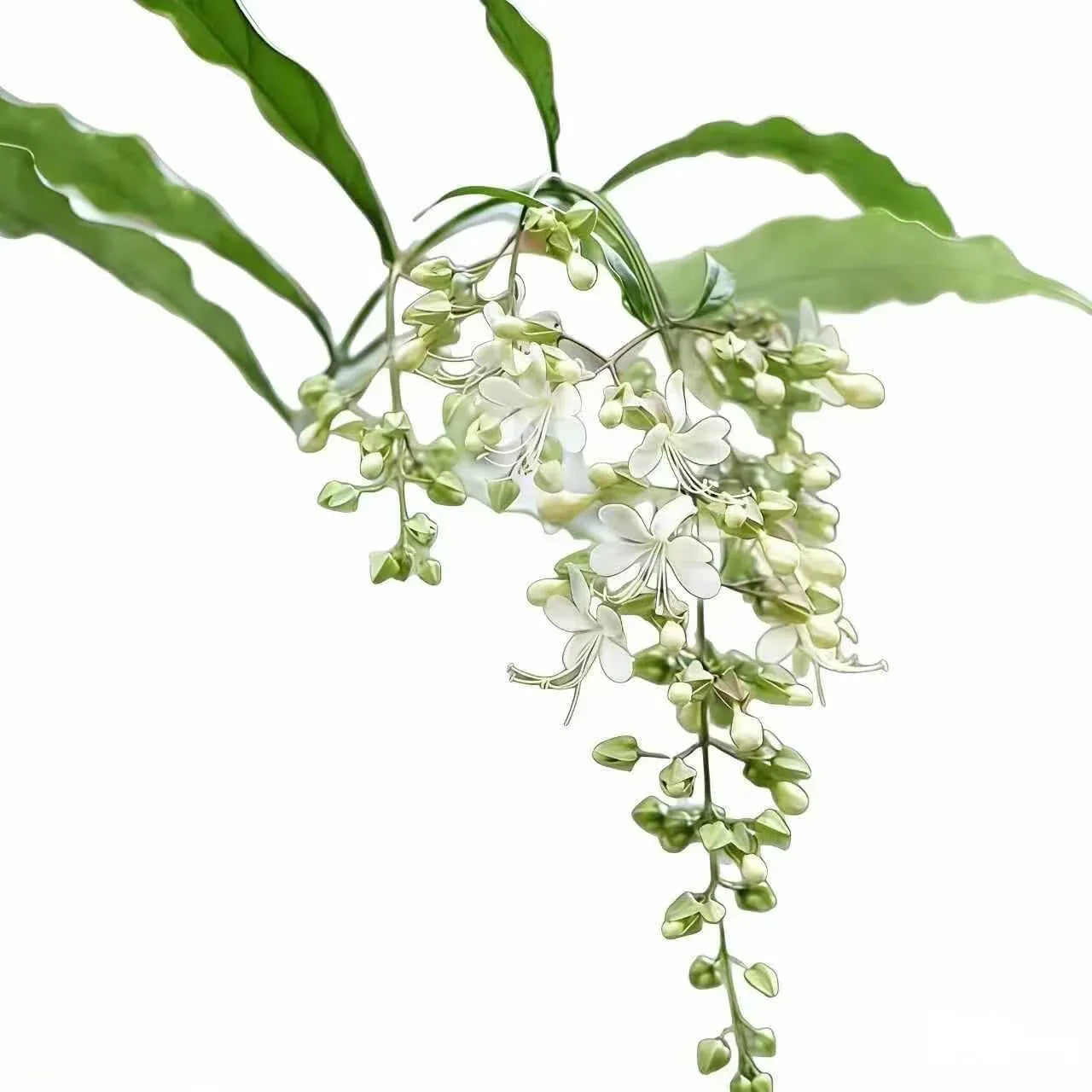 🌸 Winter-Friendly Hanging Jasmine—Dreamy Indoor Flower🌿❄️