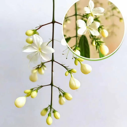 🌸 Winter-Friendly Hanging Jasmine—Dreamy Indoor Flower🌿❄️