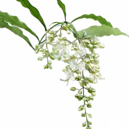 🌸 Winter-Friendly Hanging Jasmine—Dreamy Indoor Flower🌿❄️